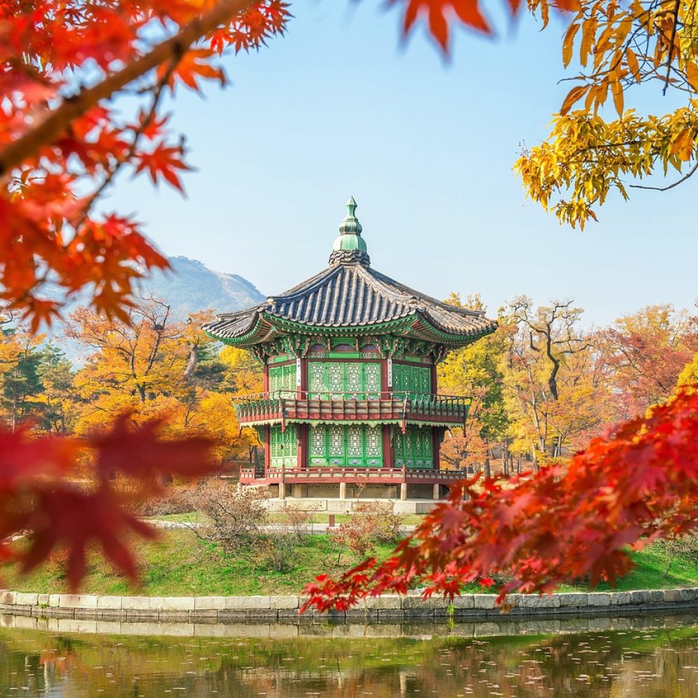 korea, tree, nature, gyeongbokgung, seoul, southkorea, maple leaves, leaf, soil, sand